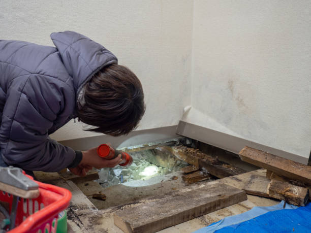 Best Emergency Mold Remediation  in Highland, IN